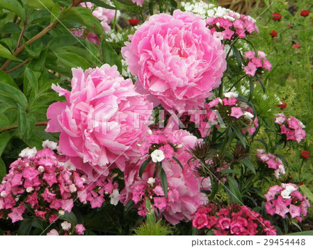 Peony root 29454448