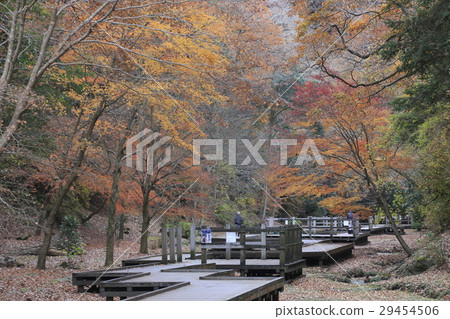 Shimizu Stream Park of autumn leaves Shimizu Stream Park of autumn leaves 29454506