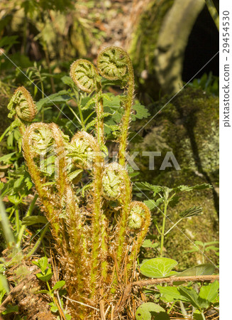 Young sprouts of fern 29454530