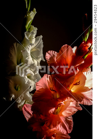 Gladiolus 29454823
