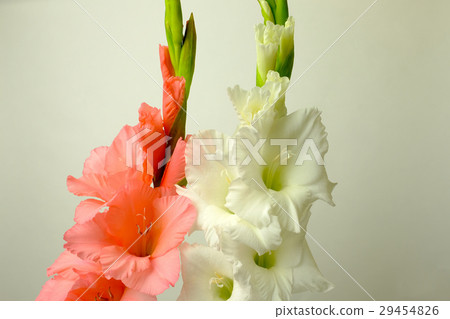 Gladiolus 29454826