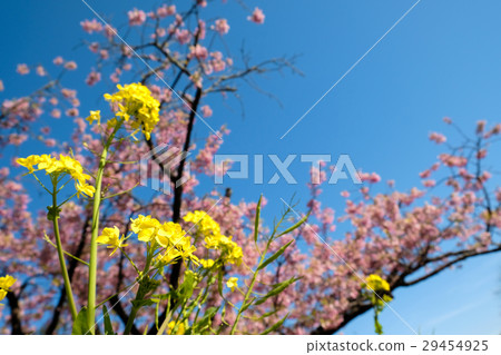 櫻花和油菜花 櫻花和油菜花 29454925