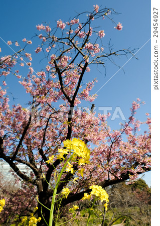 櫻花和油菜花 29454927