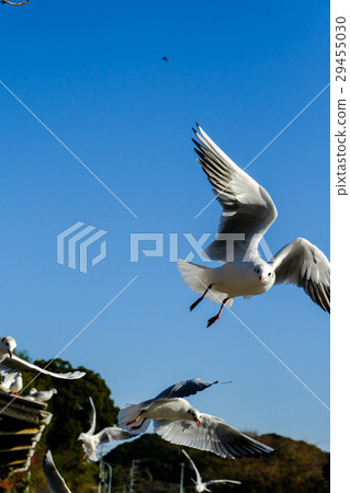 seagull seagull 29455030