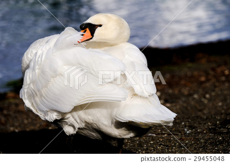 天鵝 天鵝 29455048