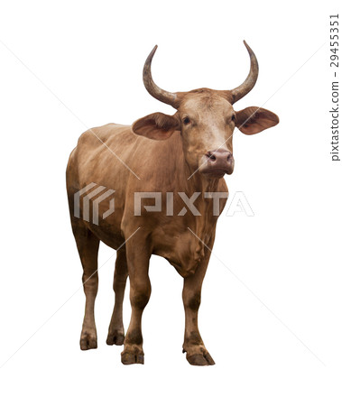 Cow isolated on white Cow isolated on white 29455351