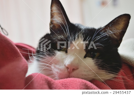 cat  29455437