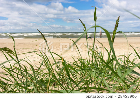 Baltic Sea beach with green grass 29455900