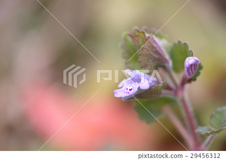 Spring oyster 29456312