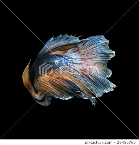 Betta fish Betta fish 29456768