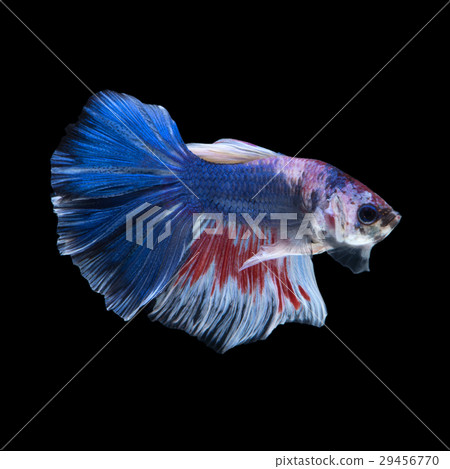 Blue betta fish Blue betta fish 29456770