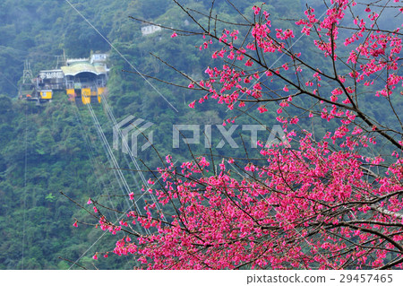 Cable car, aerial cable car, cherry blossom 29457465