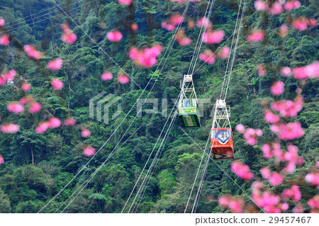 Cable car, aerial cable car, cherry blossom 29457467