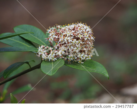 Miyamashikimi 29457787