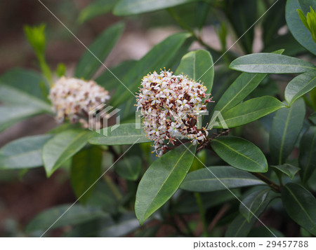 Miyamashikimi Miyamashikimi 29457788