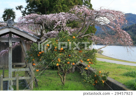 Hagi Heianko品牌櫻花 Hagi Heianko品牌櫻花 29457923