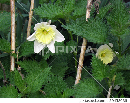 Blooming daffodils among nettle,Croatian country Blooming daffodils among nettle,Croatian country 29458086