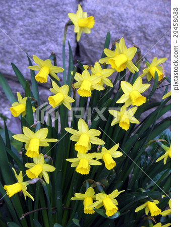 Blooming garden daffodils,Croatian countryside 29458088