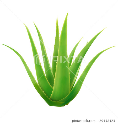 Aloe 29458423