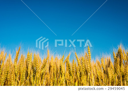 Wheat field Wheat field 29459045