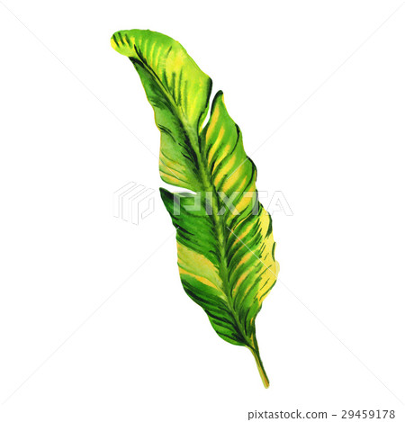 Tropical Hawaii leaves palm tree in a watercolor Tropical Hawaii leaves palm tree in a watercolor 29459178