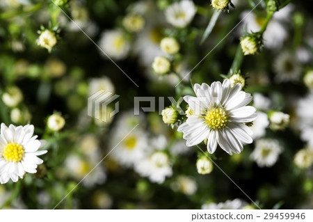 Many white daisies in top view of meadow 29459946