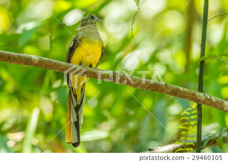 Orange-breasted trogon 29460105