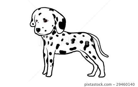 Dalmatian Dalmatian 29460140