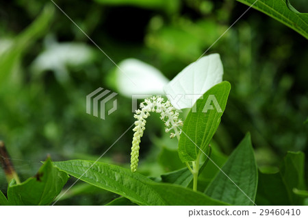 Half-summer student Half-summer student 29460410