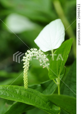 Half-summer student 29460411