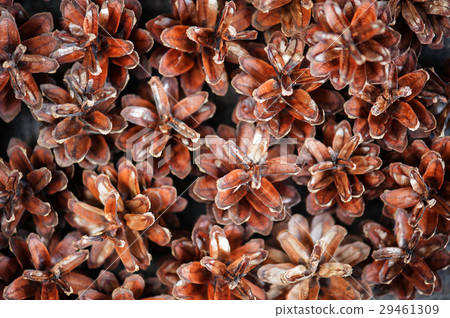 Background of pine cones closeup 29461309
