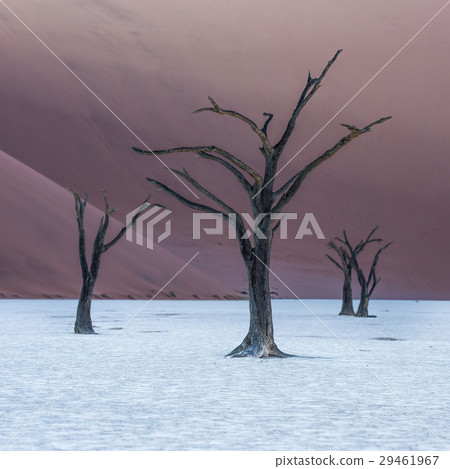 Dead Camelthorn Trees in Deadvlei, Namibia 29461967