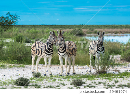Zebras in Etosha national park, Namibia 29461974