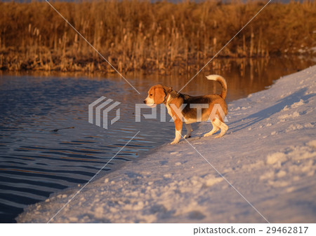 The Beagle at the spring walk at sunset The Beagle at the spring walk at sunset 29462817