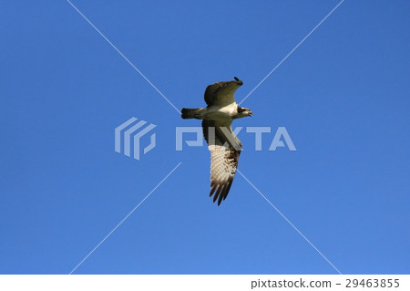 Ospire closing slightly wings that fly in a deep blue sky 29463855