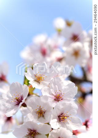 Cherry Blossoms at Aoshayama Odaiba Cherry Blossoms at Aoshayama Odaiba 29464090