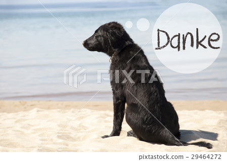 Dog At Sandy Beach, Danke Means Thank You 29464272