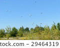 Paratroopers descend to earth on blue clear sky 29464319
