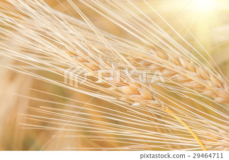 organic golden ripe ears of wheat in field organic golden ripe ears of wheat in field 29464711