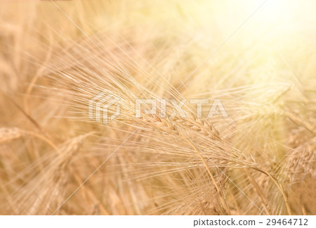organic golden ripe ears of wheat in field organic golden ripe ears of wheat in field 29464712
