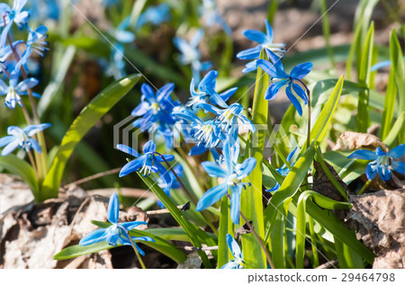 Blue blossom flowers spring snowdrop Scilla Squill 29464798