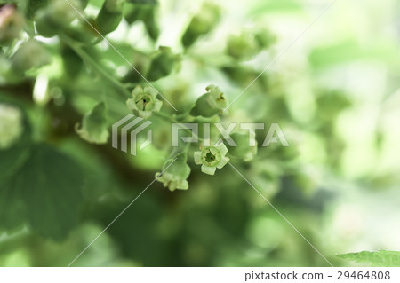 flowers black currant, spring background flowers black currant, spring background 29464808