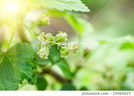 flowers black currant, spring background flowers black currant, spring background 29464825