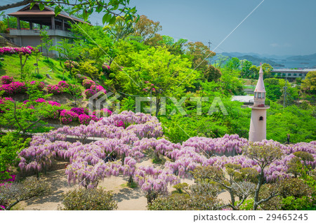 Japanese wisteria festival during spring time Japanese wisteria festival during spring time 29465245