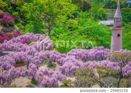 Japanese wisteria festival during spring time Japanese wisteria festival during spring time 29465250