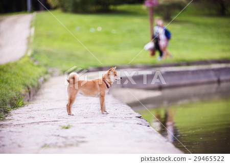 A young shiba inu in green garden. 29465522