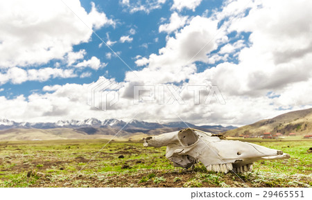 Yak Skull in Tagong grassland - Sichuan Yak Skull in Tagong grassland - Sichuan 29465551