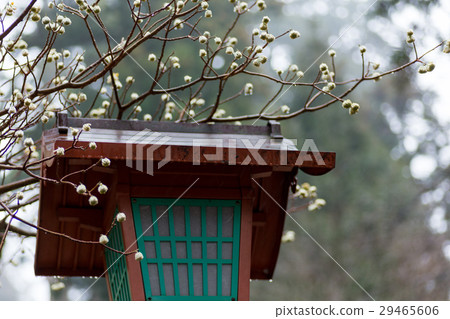 Hikoshiyama Bonngo 29465606