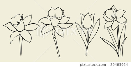 Calendula flower isolated 29465924