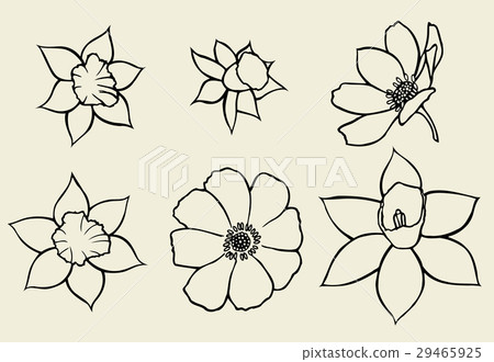 Calendula flower isolated Calendula flower isolated 29465925